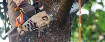 How Our Tree Care Process Works  in Marshall, AR