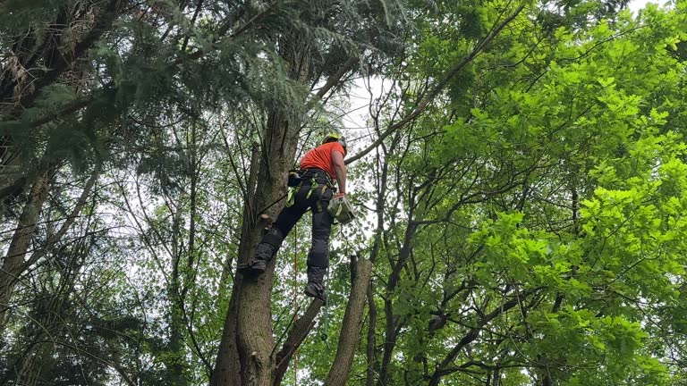 Best Tree Removal  in Mshall, AR